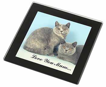 British Shorthair Cats 