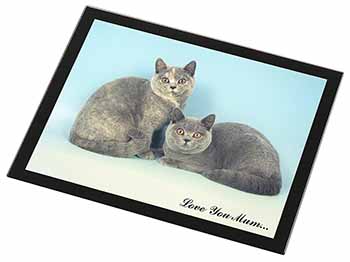 British Shorthair Cats 