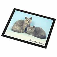 British Shorthair Cats 