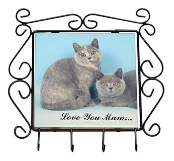 British Shorthair Cats 