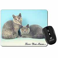 British Shorthair Cats 