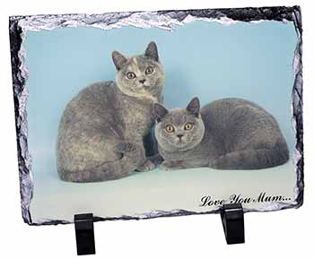 British Shorthair Cats 