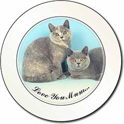 British Shorthair Cats 