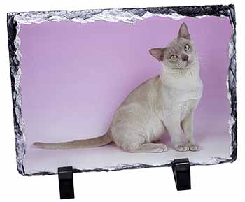 Lilac Burmese Cat, Stunning Photo Slate