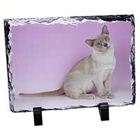 Lilac Burmese Cat, Stunning Photo Slate