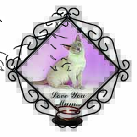 Burmese Cat 