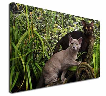 Burmese Cats Canvas X-Large 30"x20" Wall Art Print