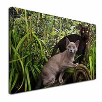 Burmese Cats Canvas X-Large 30"x20" Wall Art Print