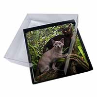 4x Burmese Cats Picture Table Coasters Set in Gift Box