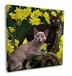 Burmese Cats Amoungst Daffodils Square Canvas 12"x12" Wall Art Picture Print