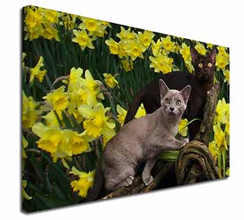 Burmese Cats Amoungst Daffodils Canvas X-Large 30"x20" Wall Art Print