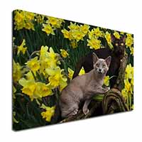 Burmese Cats Amoungst Daffodils Canvas X-Large 30"x20" Wall Art Print