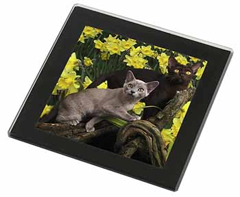 Burmese Cats Amoungst Daffodils Black Rim High Quality Glass Coaster