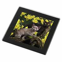 Burmese Cats Amoungst Daffodils Black Rim High Quality Glass Coaster