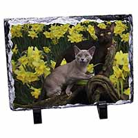 Burmese Cats Amoungst Daffodils, Stunning Photo Slate