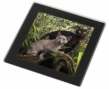 Burmese Cats Black Rim High Quality Glass Coaster