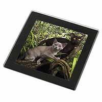 Burmese Cats Black Rim High Quality Glass Coaster