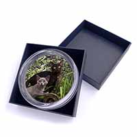 Burmese Cats Glass Paperweight in Gift Box