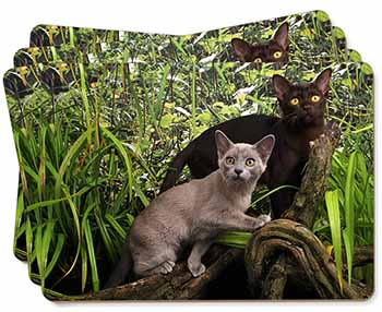 Burmese Cats Picture Placemats in Gift Box