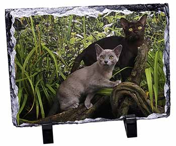 Burmese Cats, Stunning Photo Slate