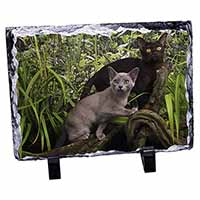 Burmese Cats, Stunning Photo Slate