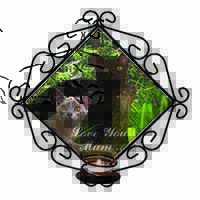 Burmese Cats 
