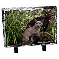 Burmese Cats 