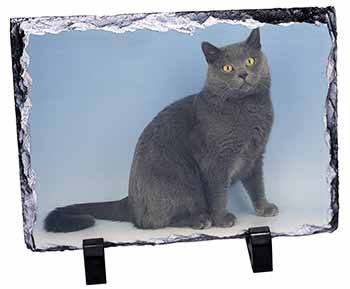 Blue Chartreax Cat, Stunning Photo Slate
