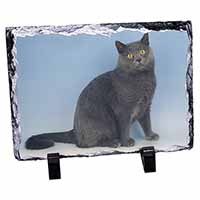 Blue Chartreax Cat, Stunning Photo Slate