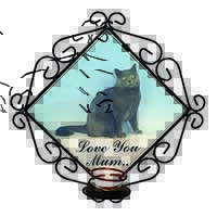 Chartreax Cat 