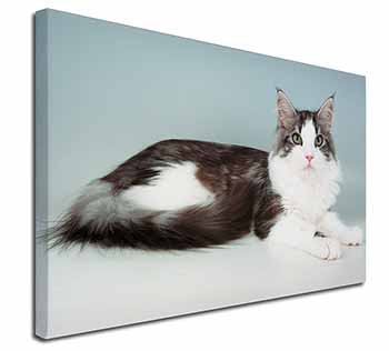 Silver, White Maine Coon Cat Canvas X-Large 30"x20" Wall Art Print