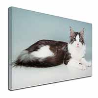 Silver, White Maine Coon Cat Canvas X-Large 30"x20" Wall Art Print