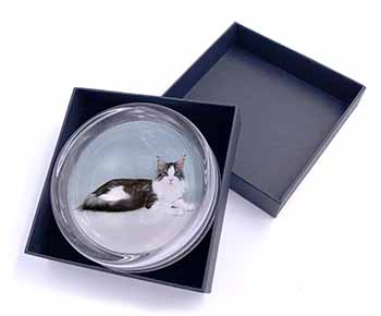 Silver, White Maine Coon Cat Glass Paperweight in Gift Box