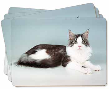 Silver, White Maine Coon Cat Picture Placemats in Gift Box