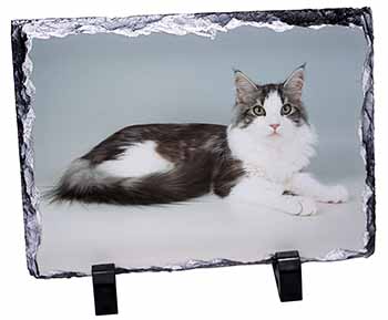 Silver, White Maine Coon Cat, Stunning Photo Slate