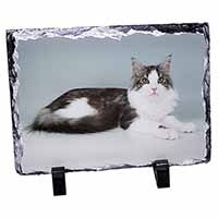 Silver, White Maine Coon Cat, Stunning Animal Photo Slate
