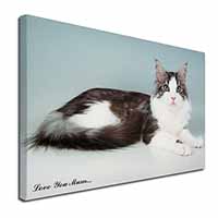 Maine Coon Cat 