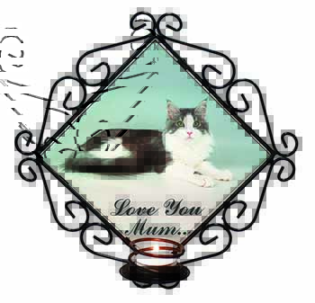 Maine Coon Cat 