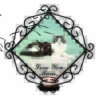 Maine Coon Cat 