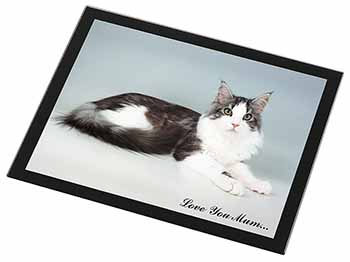 Maine Coon Cat 