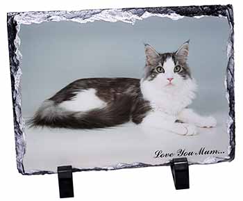 Maine Coon Cat 