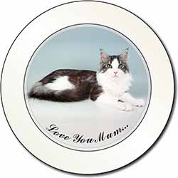 Maine Coon Cat 