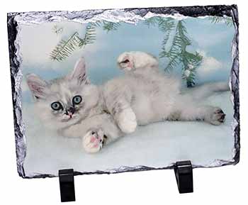 Tiffanie Kitten, Tiffany Cat, Stunning Photo Slate