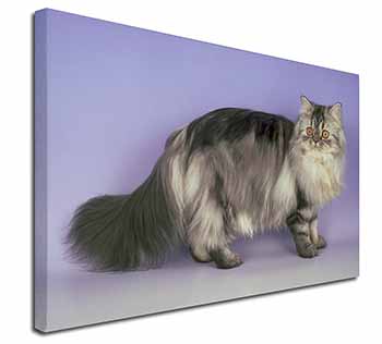 Silver Grey Persian Cat Canvas X-Large 30"x20" Wall Art Print