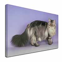 Silver Grey Persian Cat Canvas X-Large 30"x20" Wall Art Print