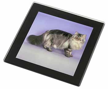 Silver Grey Persian Cat Black Rim High Quality Glass Coaster