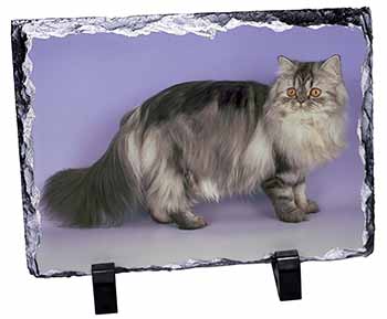Silver Grey Persian Cat, Stunning Photo Slate