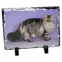 Silver Grey Persian Cat, Stunning Photo Slate