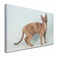 Cornish Rex Cat Canvas X-Large 30"x20" Wall Art Print