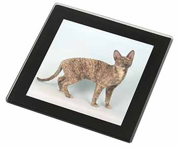 Cornish Rex Cat Black Rim High Quality Glass Coaster